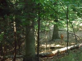 0 Holcomb Road