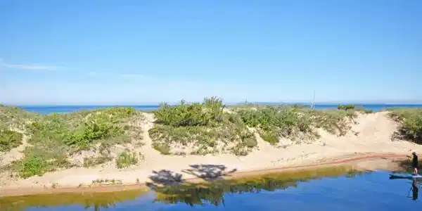 4 Tall Timber
