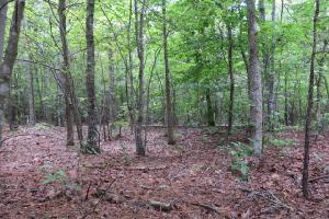 Lot 79 Occanecchi Trail