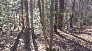 Lot 46 St Tammany Drive