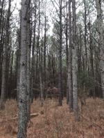 Lot 64 Granite Hall Drive