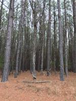 Lot 75 Granite Hall Drive