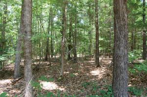 Lot 71-B Whitetail Run