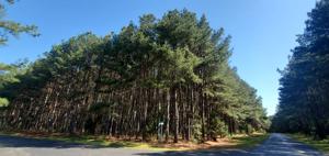 Lot 56 Pinewood Trail