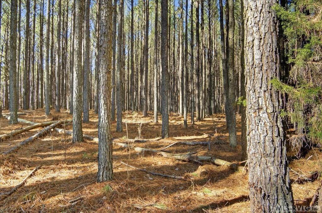 Image 3: Mature Pines, Tall Pines cover the property.