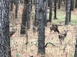 Lot 44 White Oak Ct.