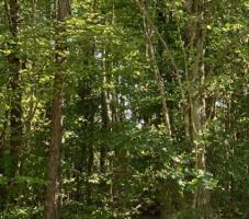 Lot 06L Highway 903