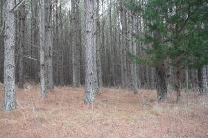 53 White Oak