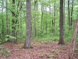 Lot #13 TRACT 13 DRAWBRIDGE RD