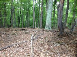 Lot 96 Chestnut DR