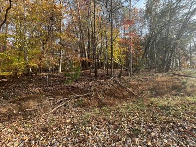 Lot #69 Stripers LN