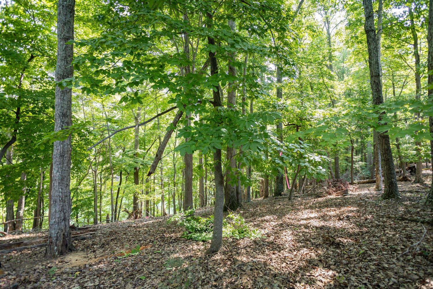 Image 3: Lot 1 Sweetbriar Bay Dr-2
