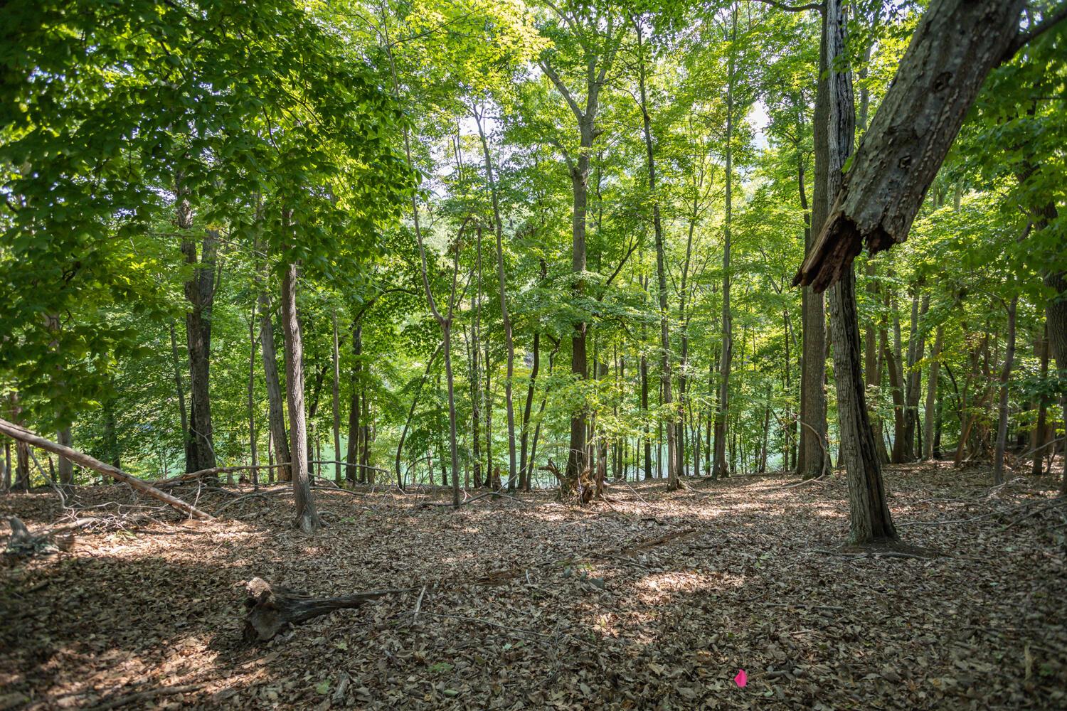 Image 4: Lot 1 Sweetbriar Bay Dr-3