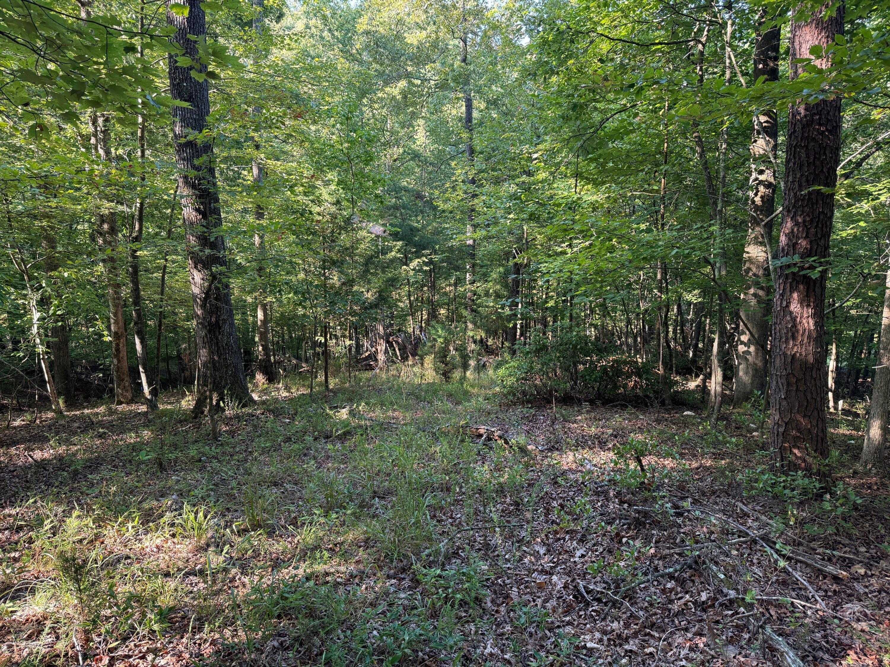 Image 3: LAND
