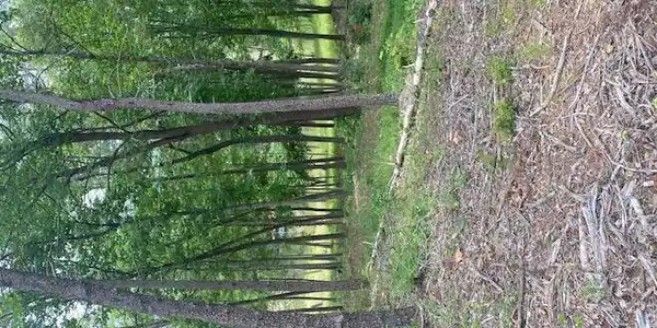 Image 3: Lot 96