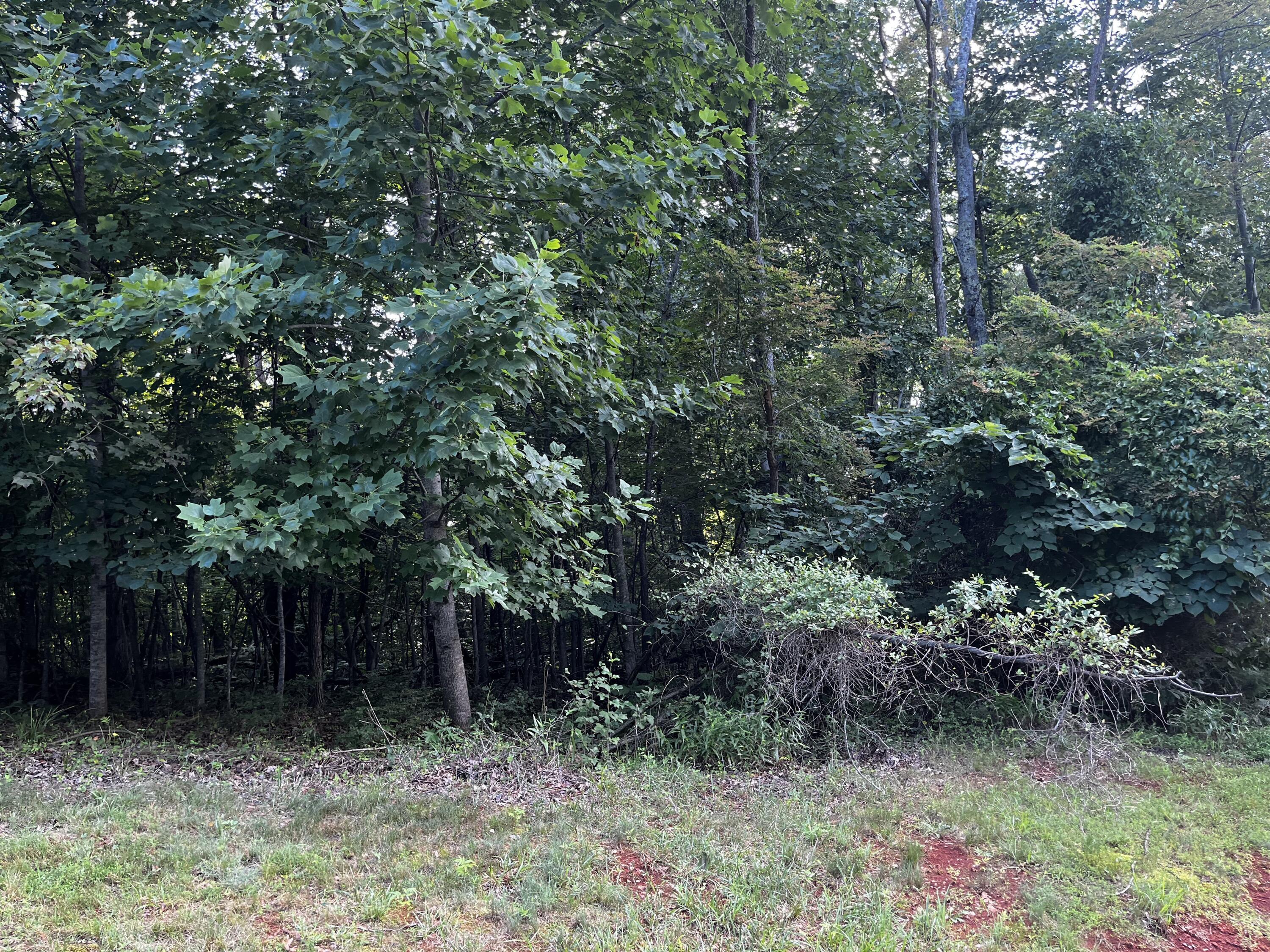 Image 3: 0008