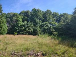 Lot 71 Stripers LN