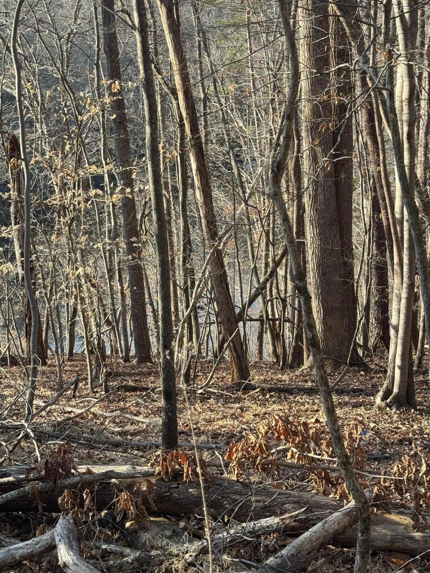 Image 4: Lot 26 Poplar Dr.