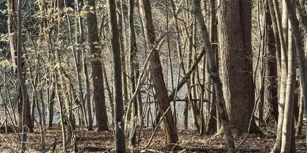 Image 4: Lot 26 Poplar Dr.