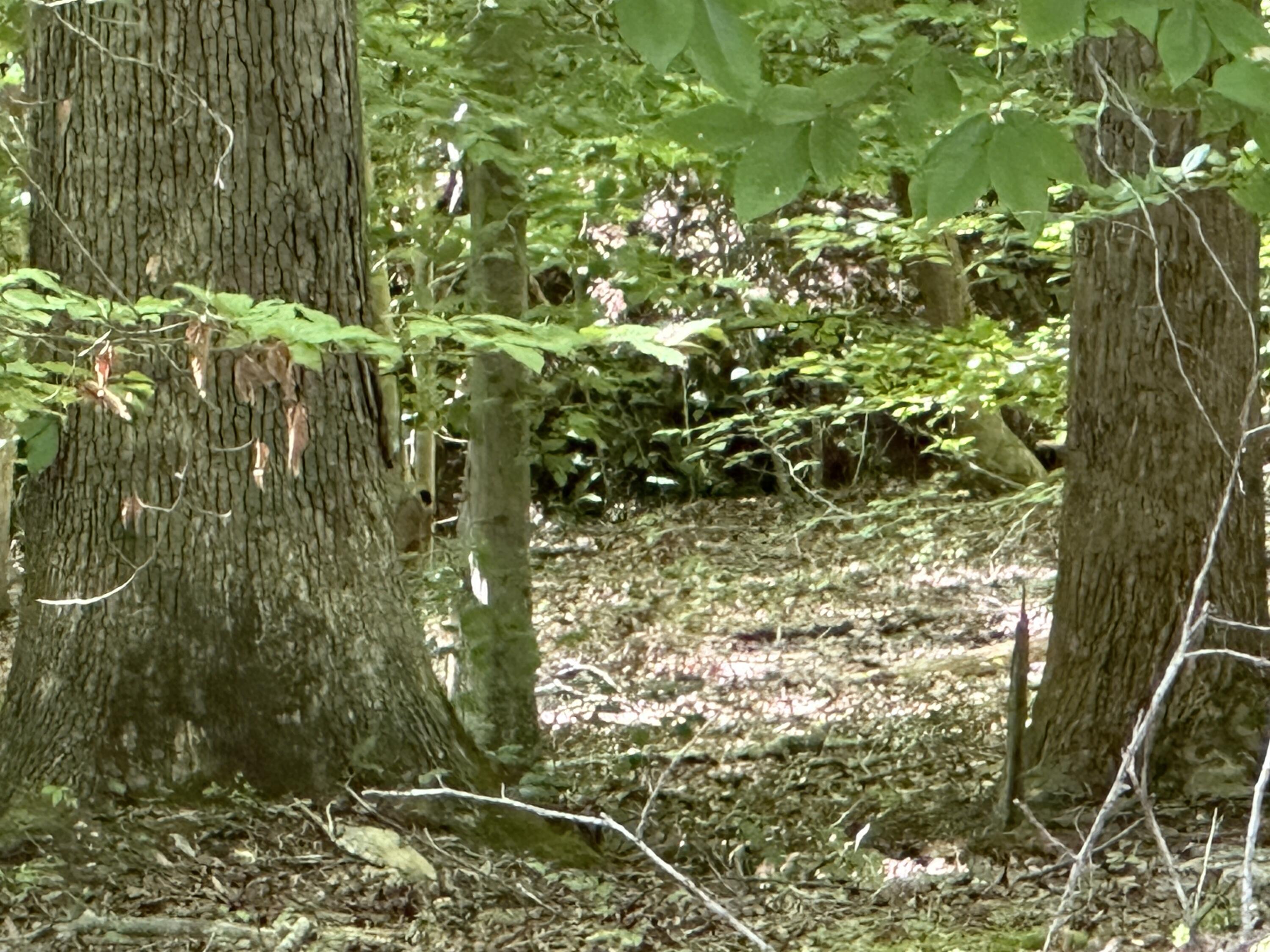 Image 3: IMG_5995