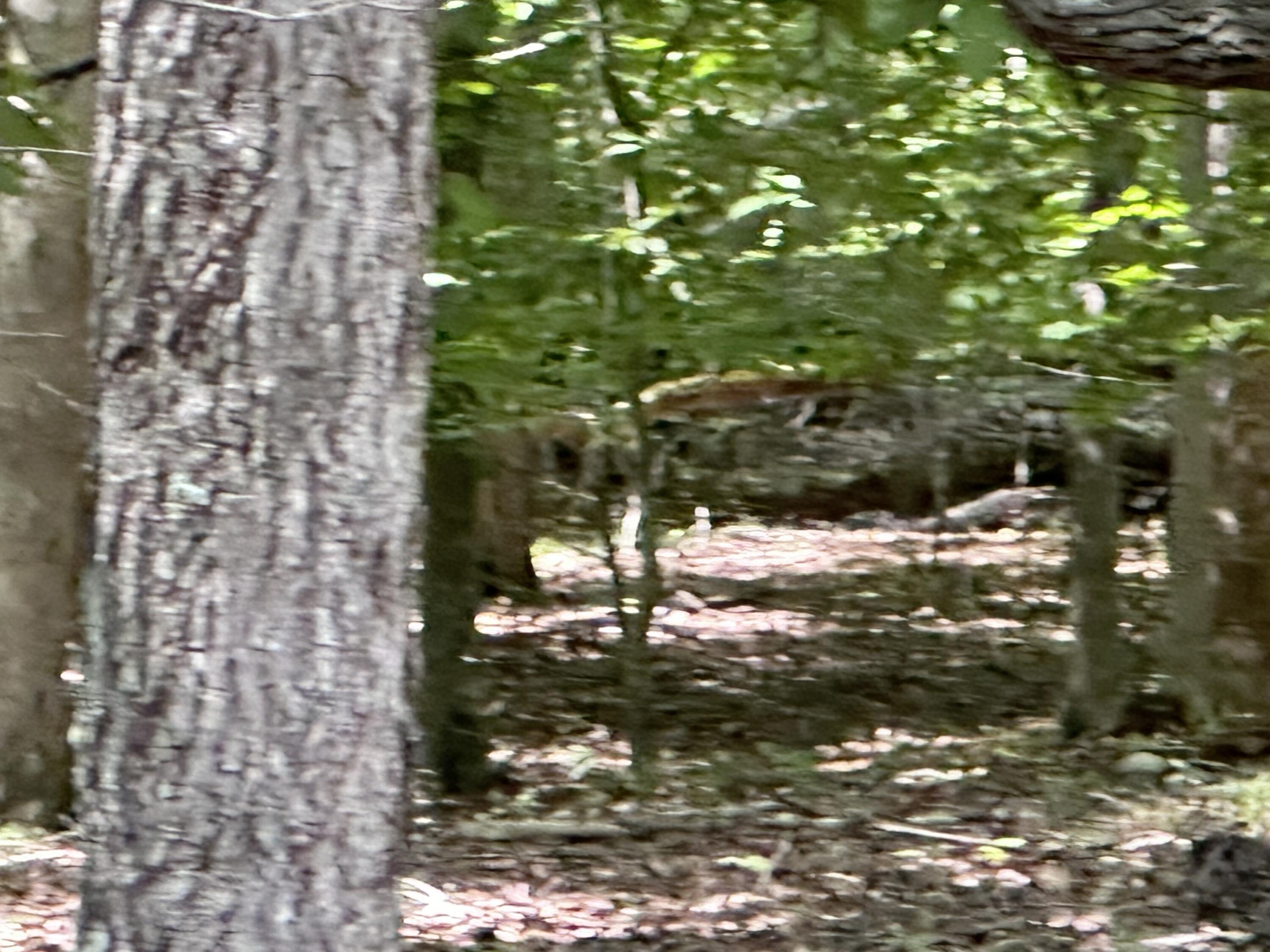 Image 4: IMG_5996