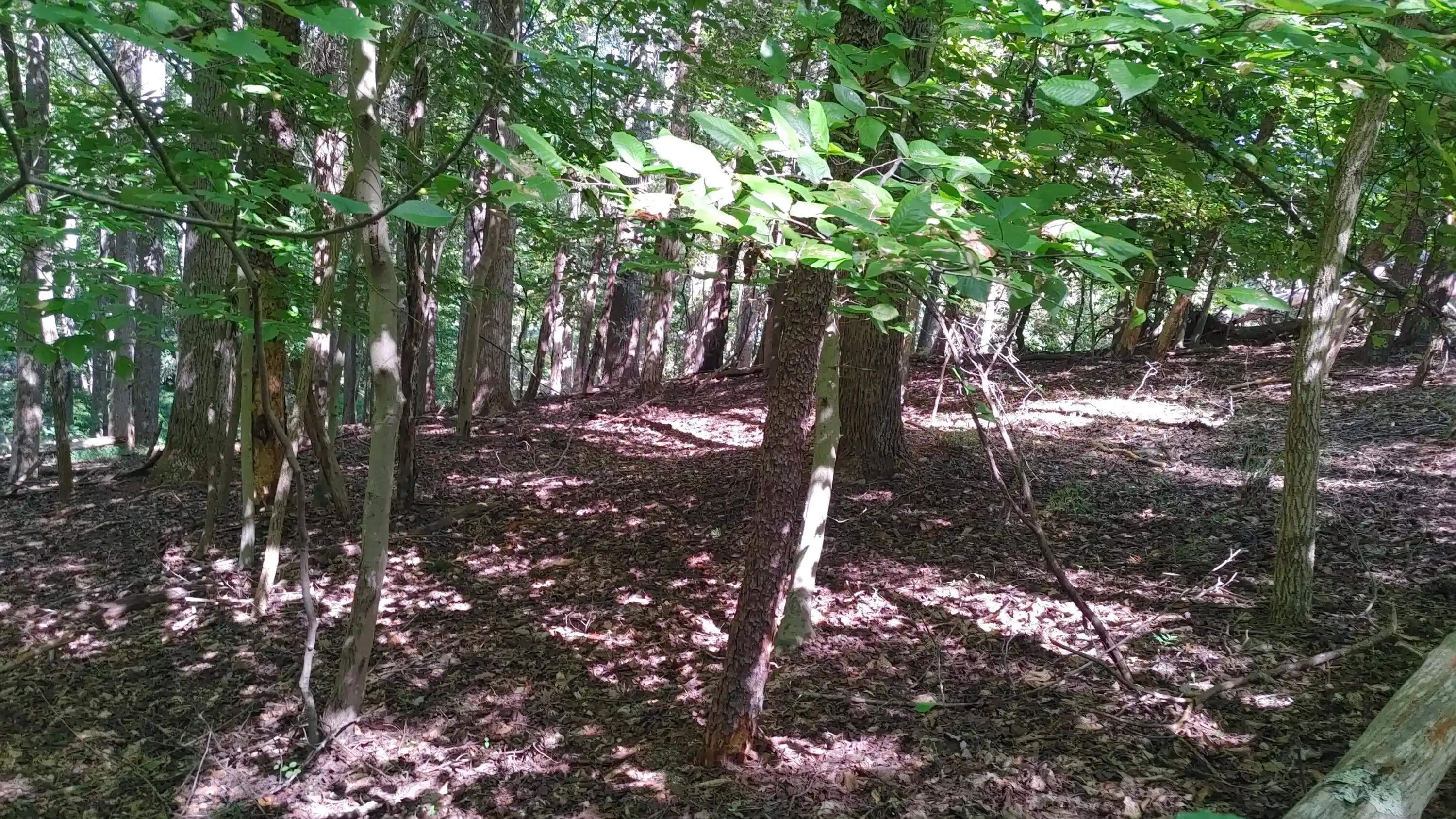 Image 1: Lot 53 pic
