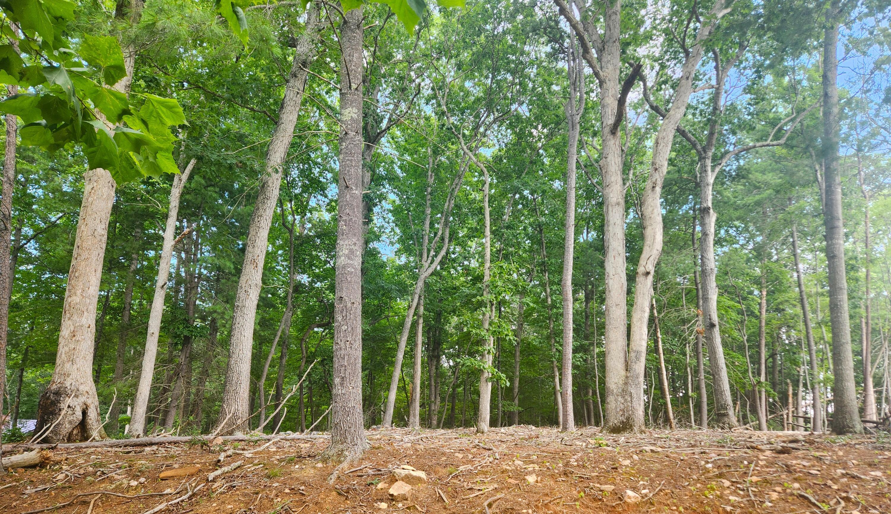 Image 3: lot