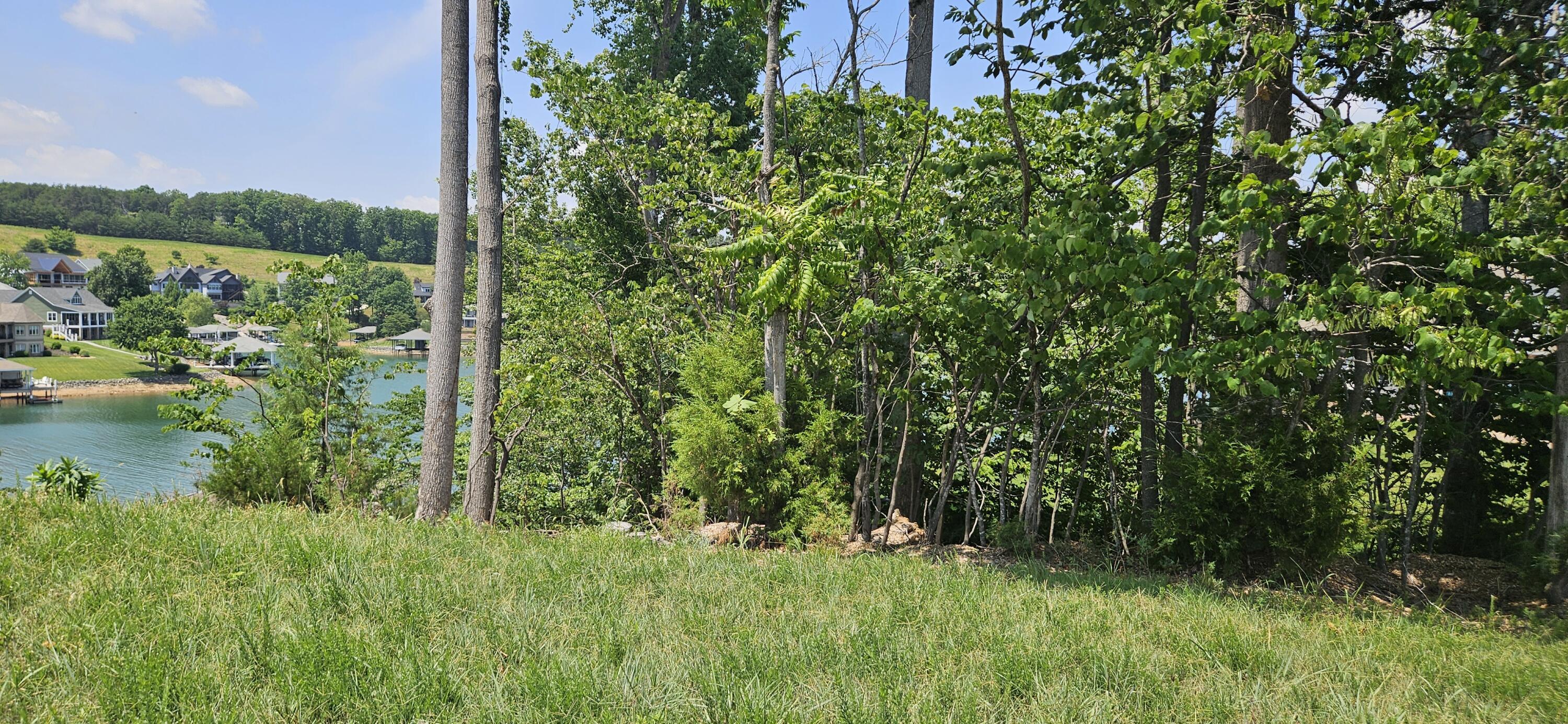 Image 3: Tree buffer  on left side of lot