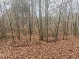 Lot 50 Bearmount CT