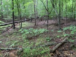 Lot 53 Shad Run DR