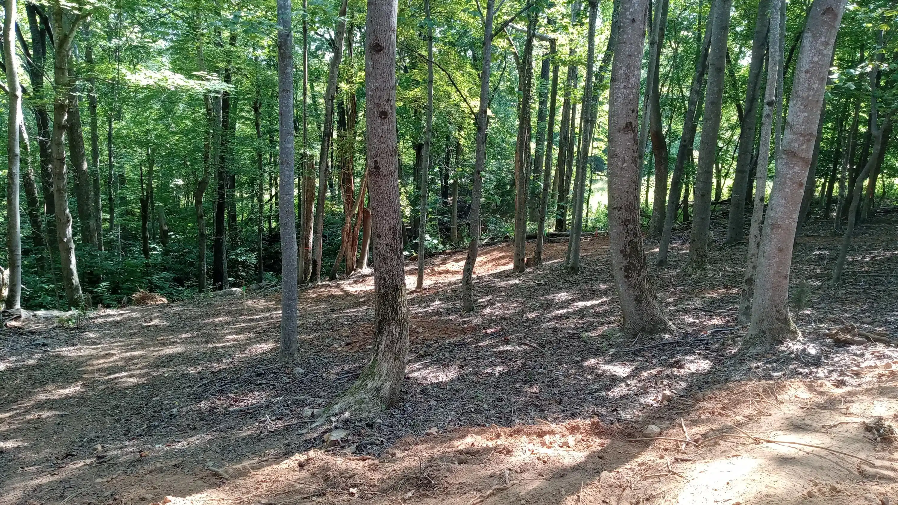 Image 1: trees 1