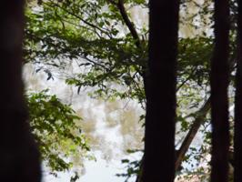 Lot 5 HEMLOCK SHORES DR