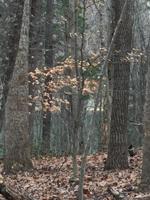 Lot 89 Lakeshore Terrace RD
