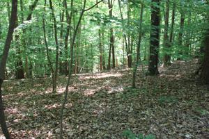 Lot 1 Island Pointe LN