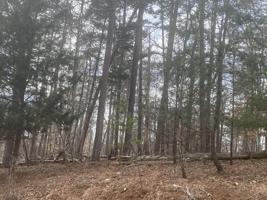 Lot 49 POPLAR DR