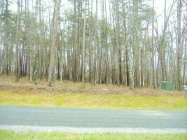 Lot 35 Red Fin LN