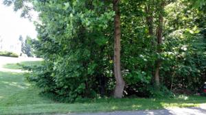 Lot #31 Lot 41 Cedar Ridge RD