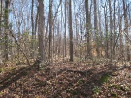 Lot 1 Timberwood LN