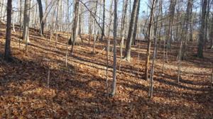 Lot 19 Cedar Bluff LN