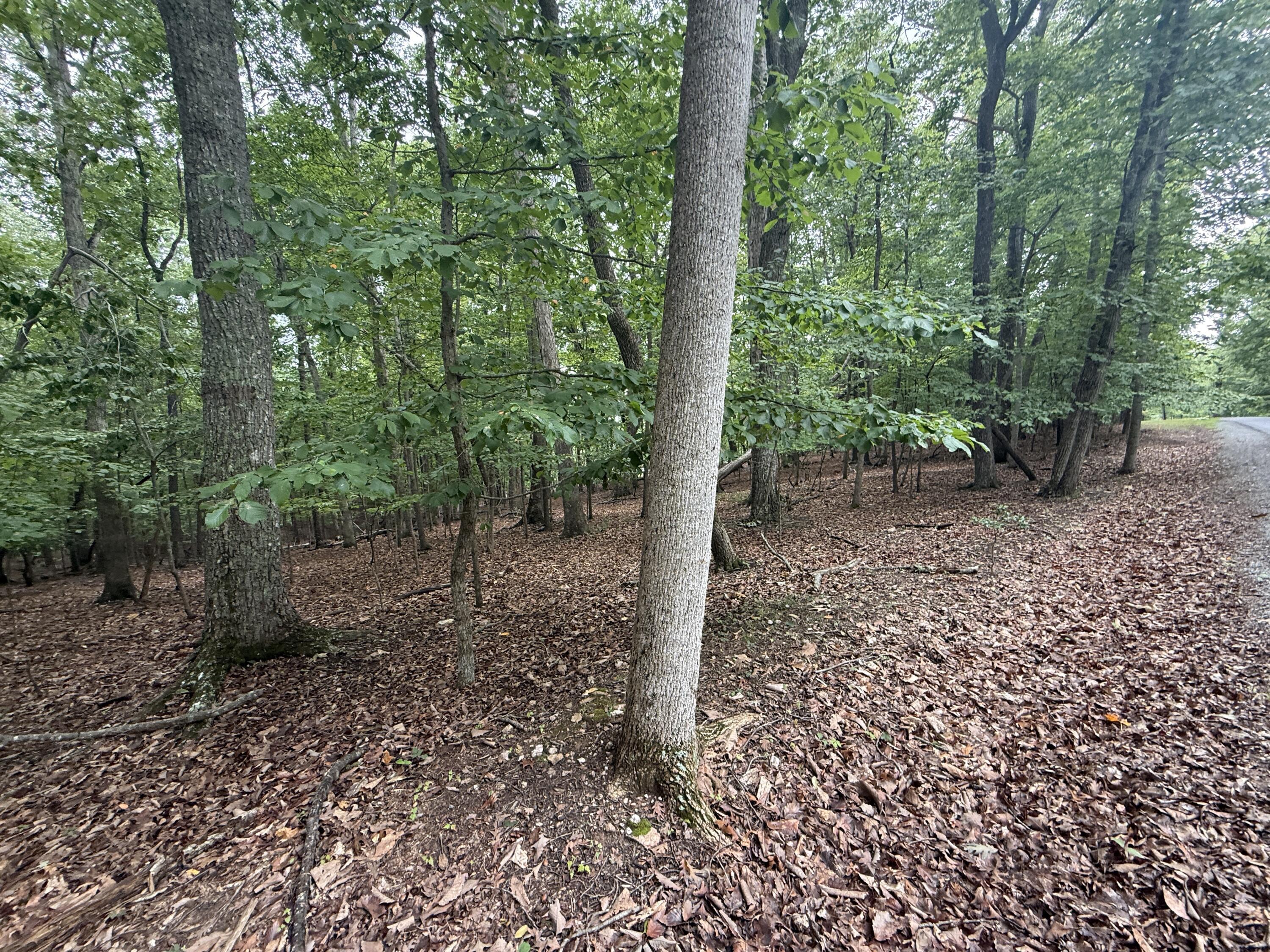 Image 1: IMG_0307