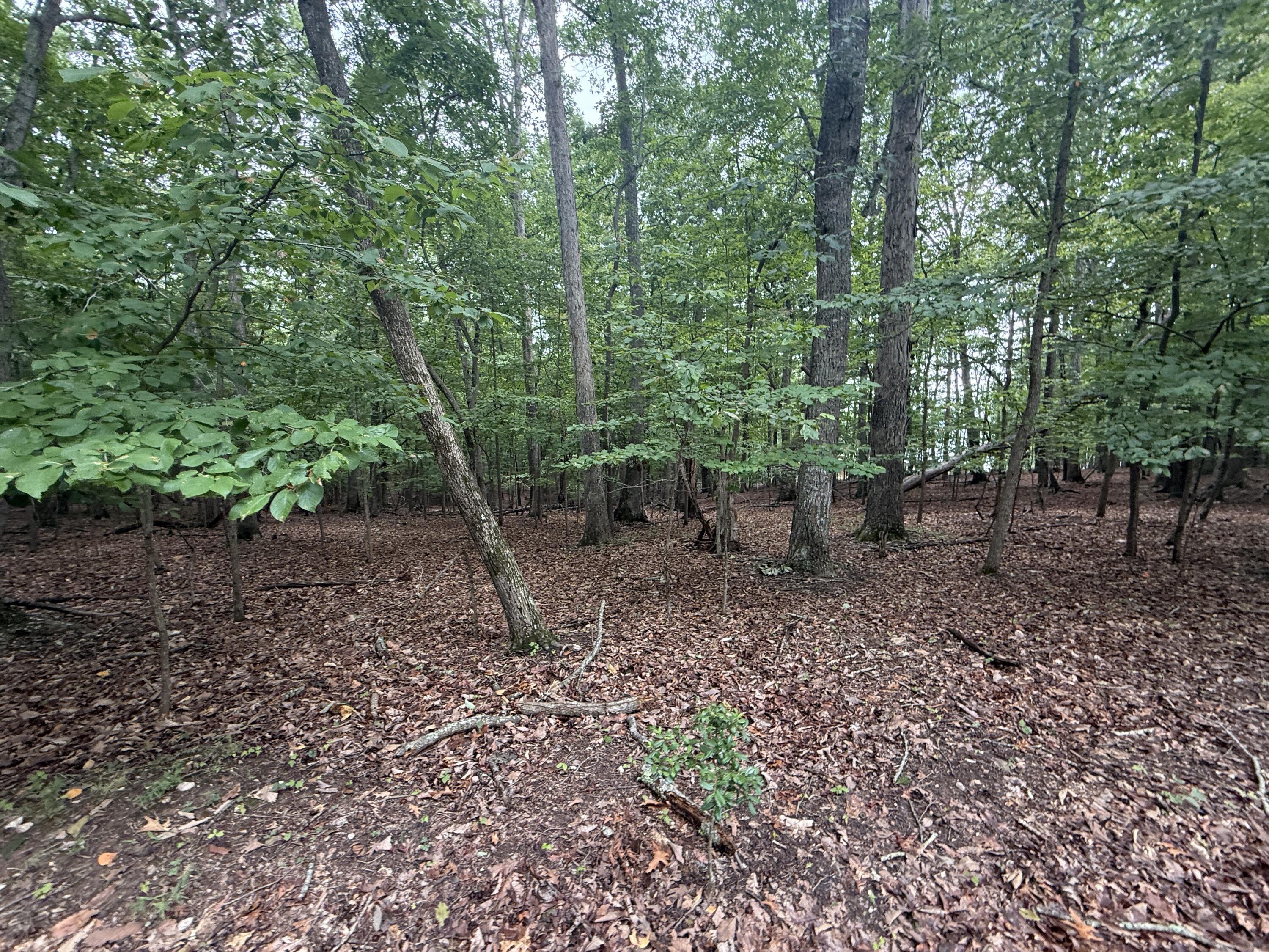 Image 2: IMG_0308