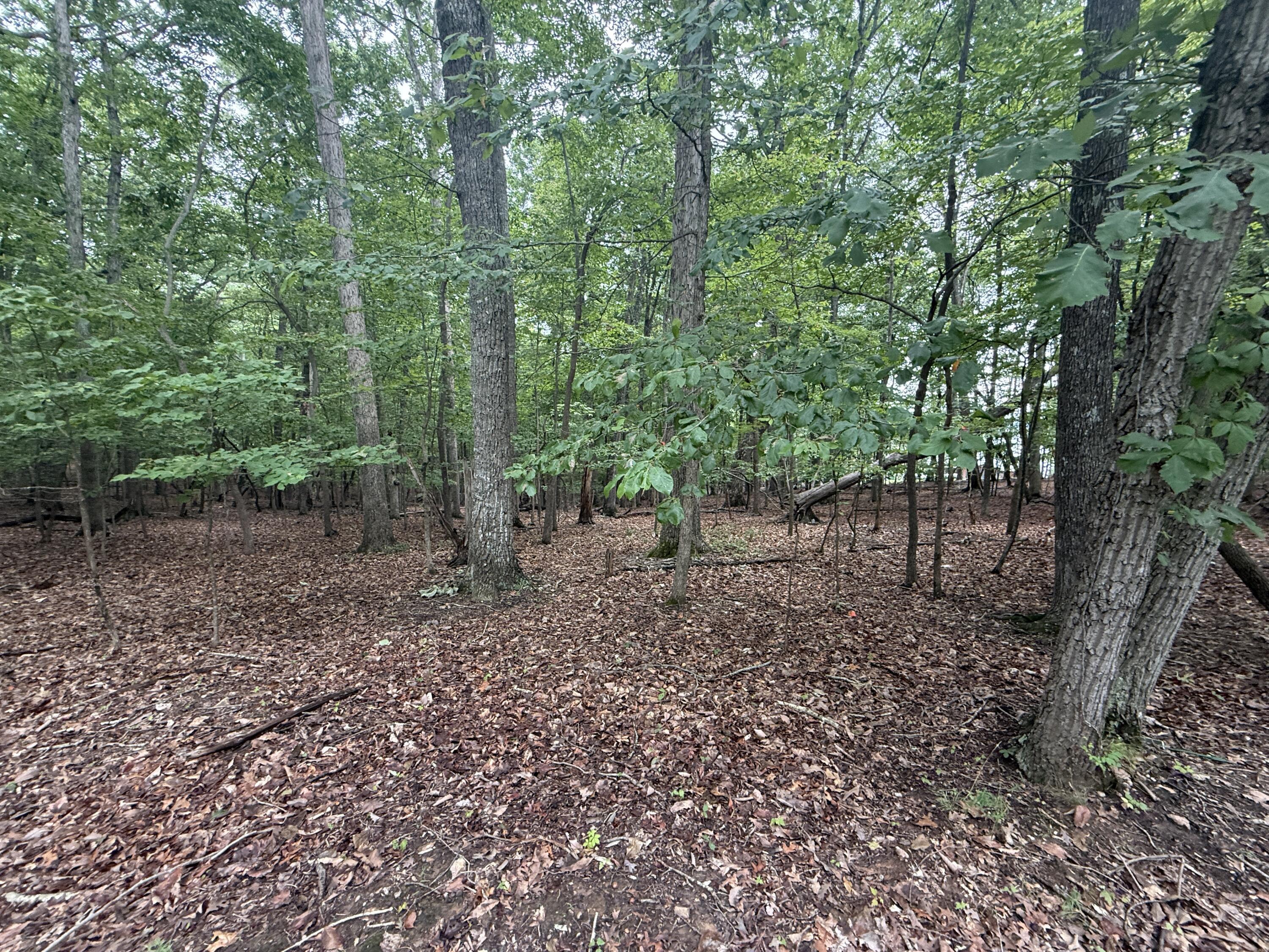 Image 3: IMG_0309