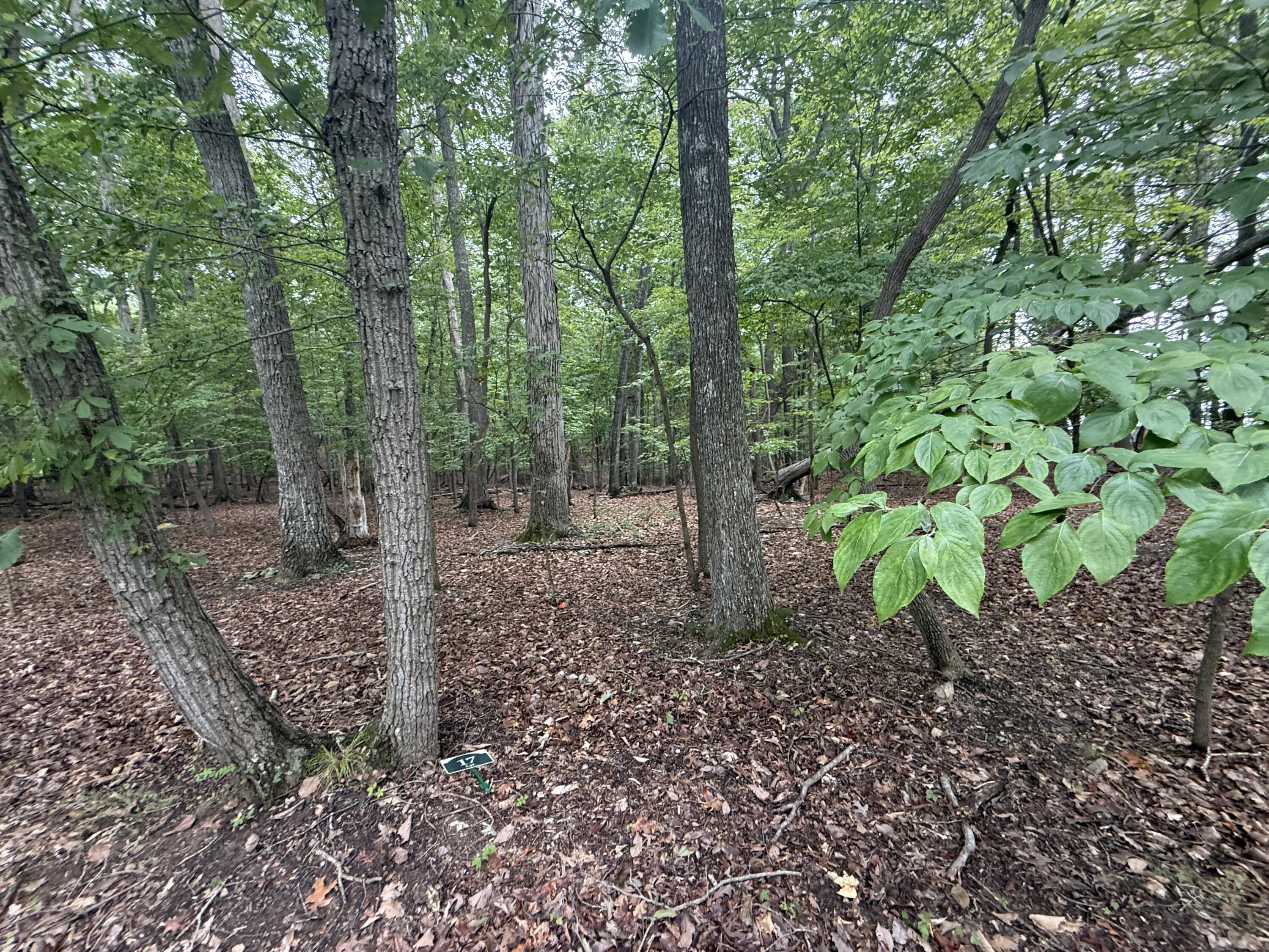 Image 4: IMG_0310