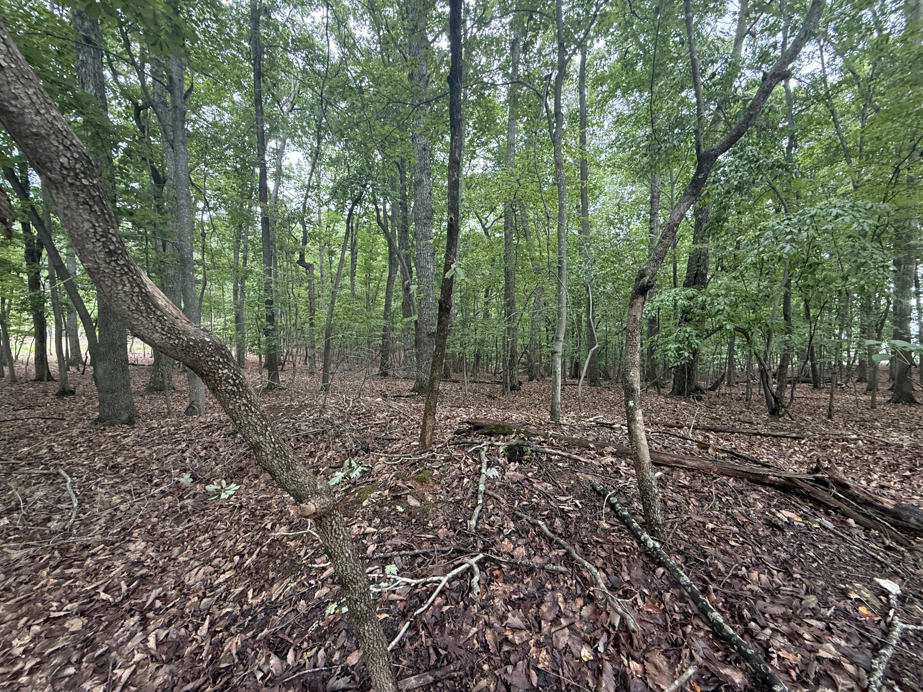 Image 3: IMG_0304