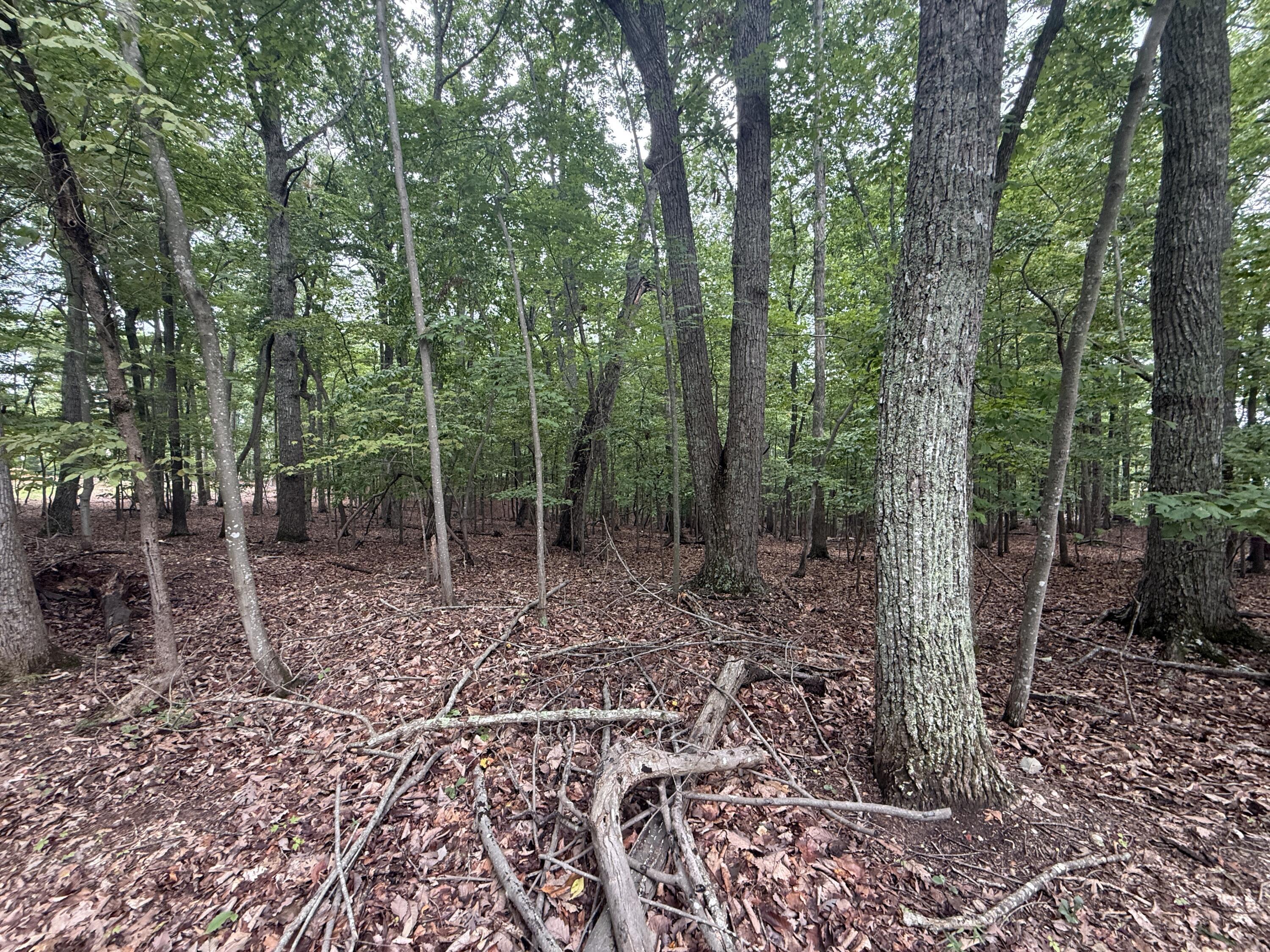Image 4: IMG_0305