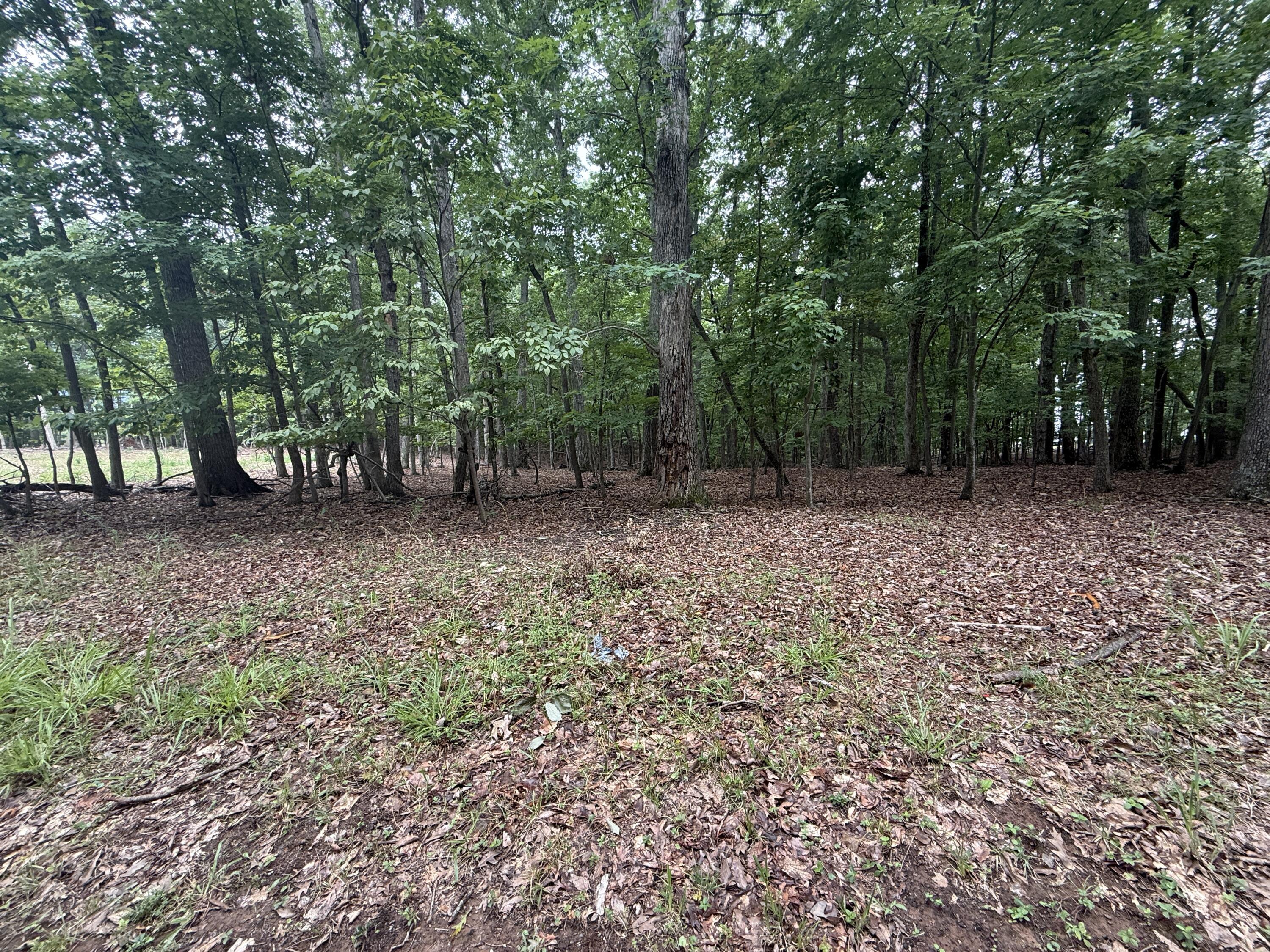Image 3: IMG_0298