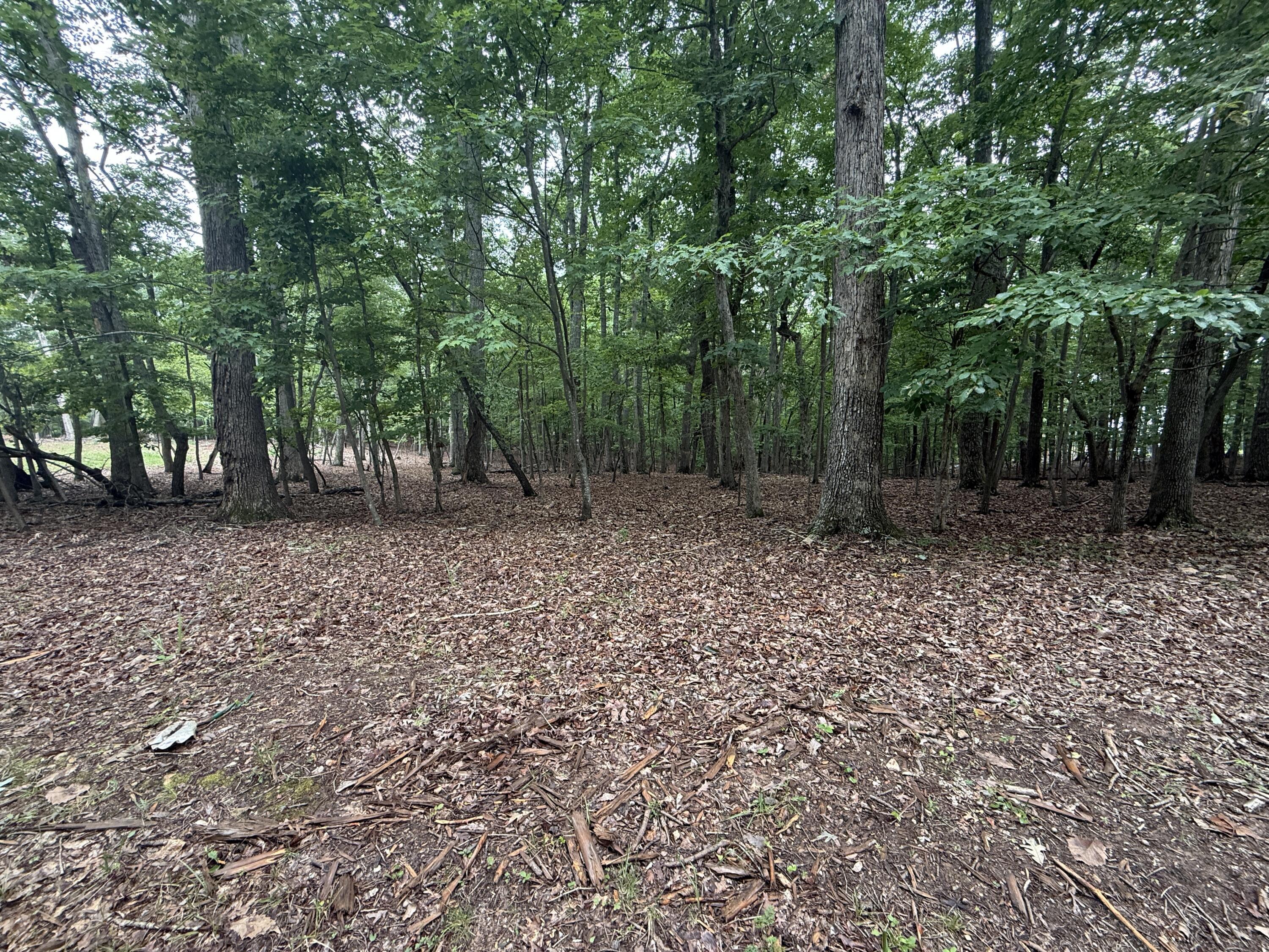 Image 4: IMG_0299