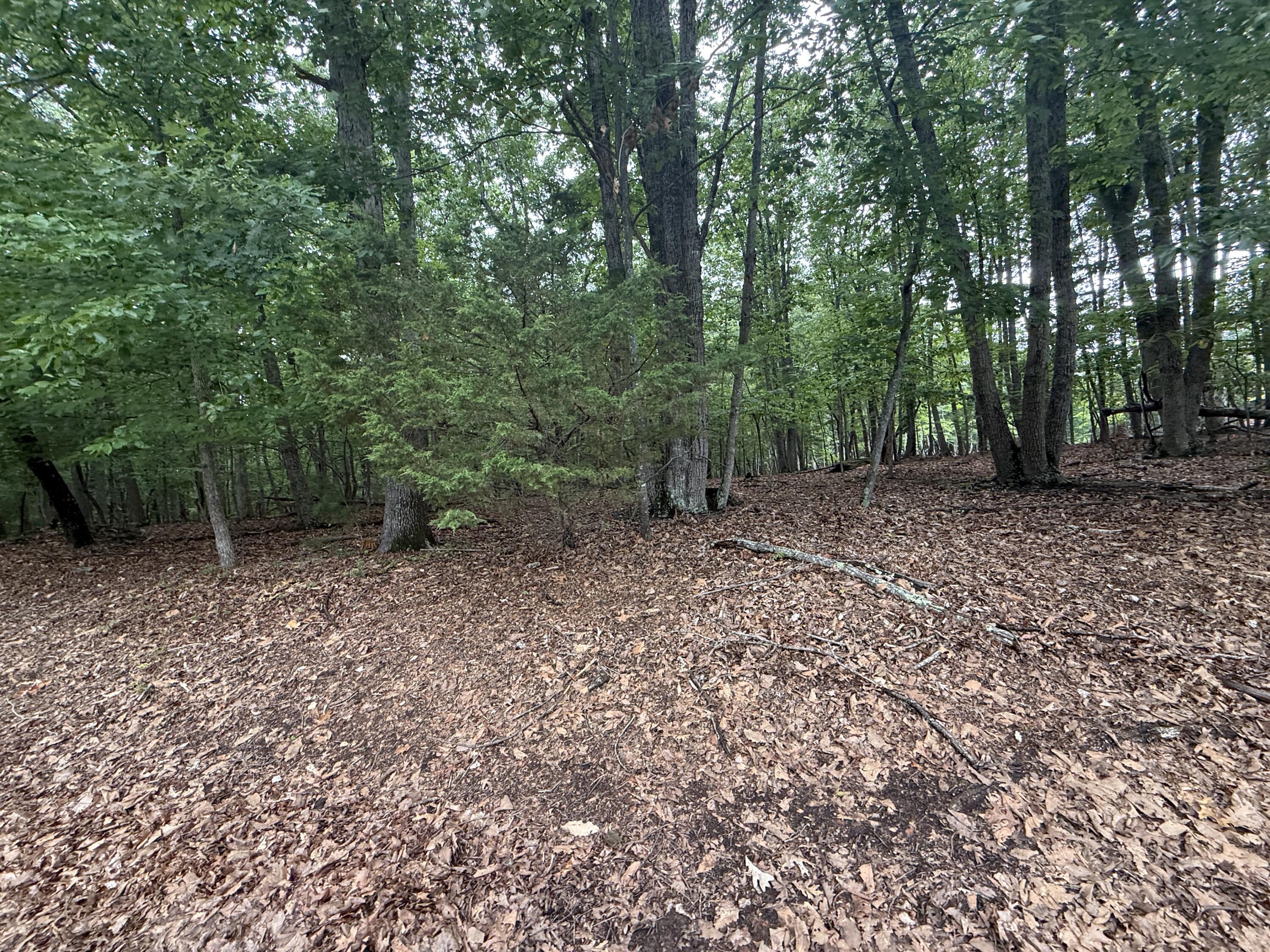 Image 2: IMG_0313