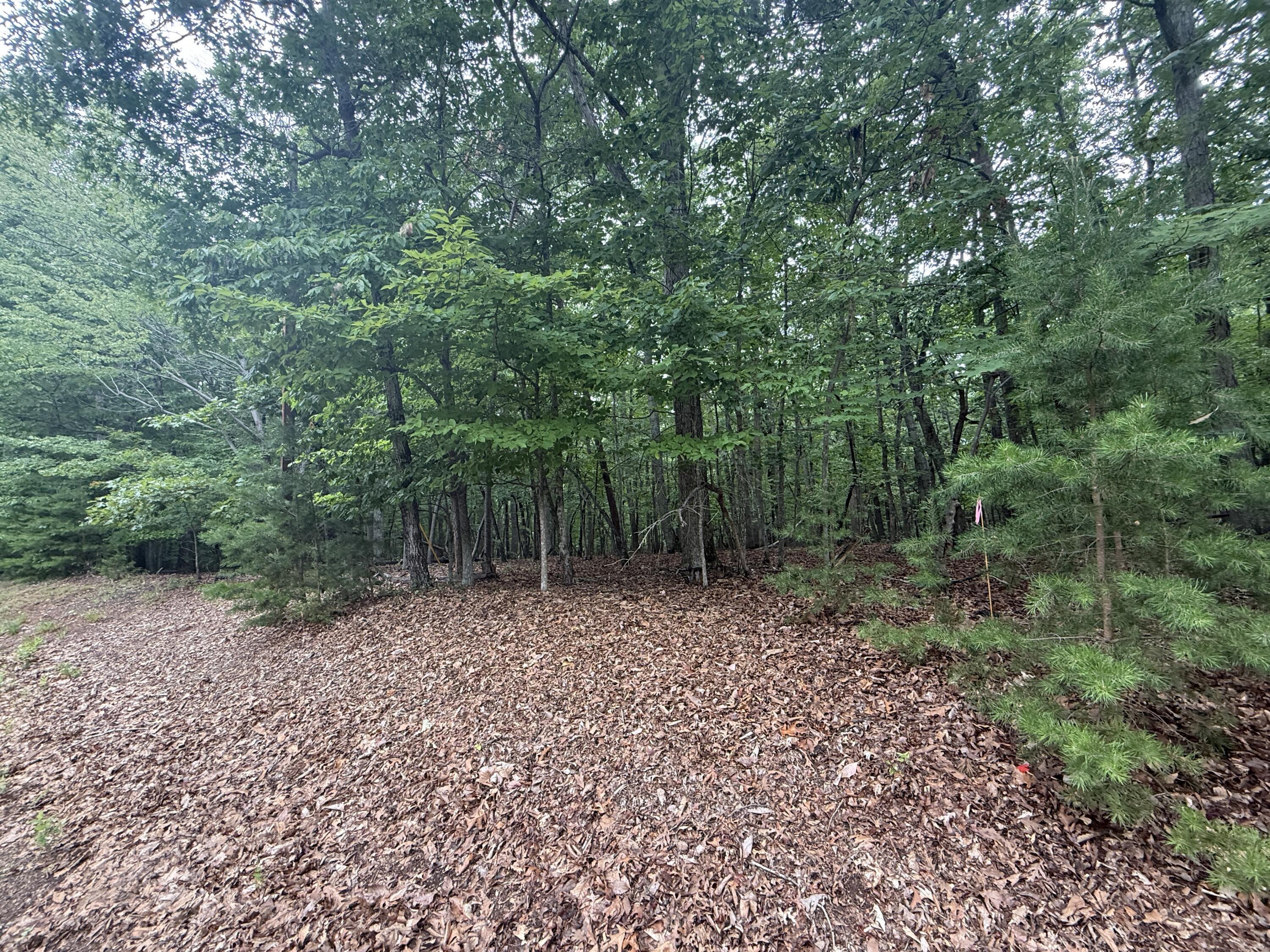 Image 3: IMG_0317 2