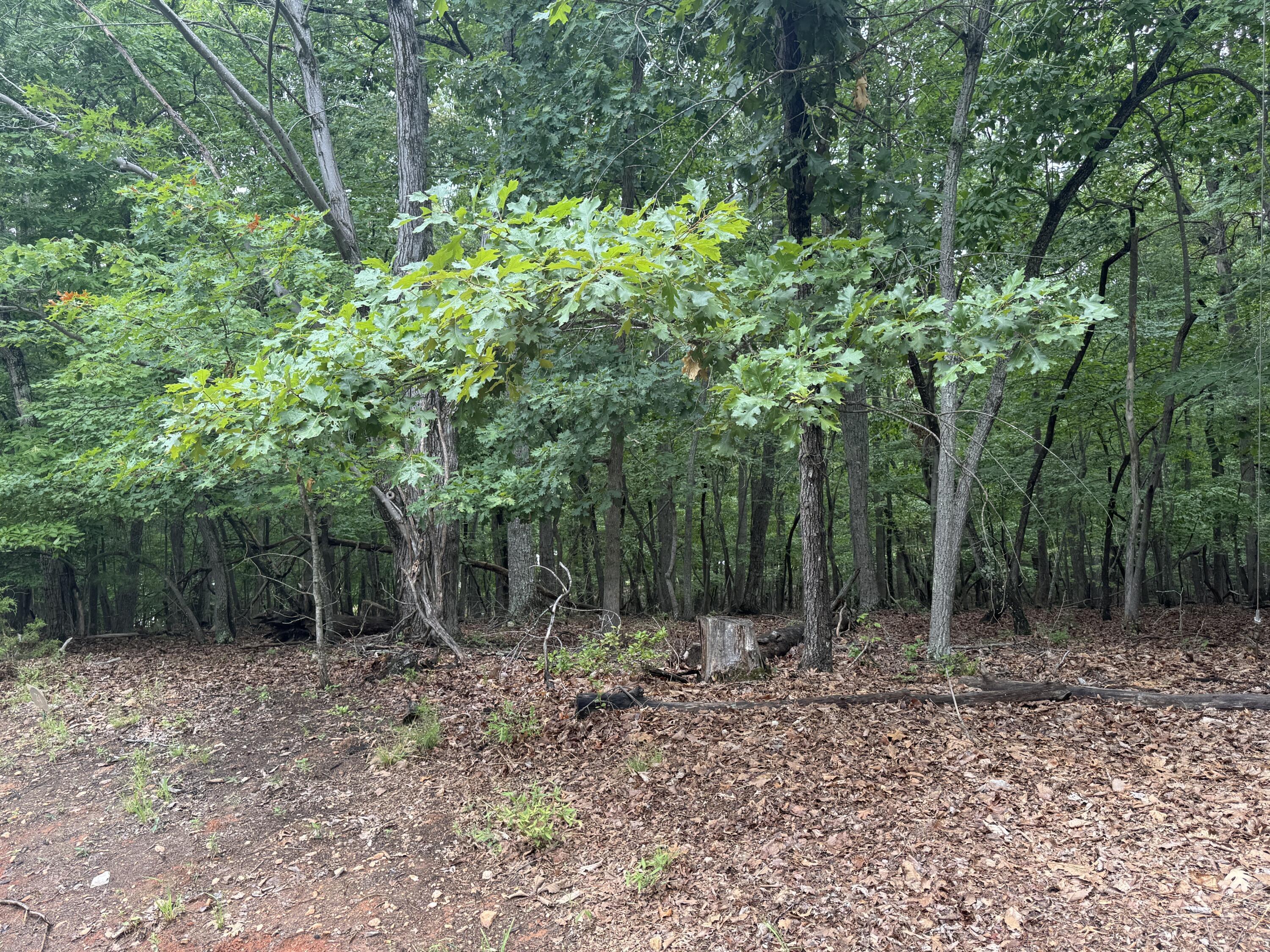 Image 4: IMG_0319 2